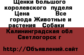 Щенки большого (королевского) пуделя › Цена ­ 25 000 - Все города Животные и растения » Собаки   . Калининградская обл.,Светлогорск г.